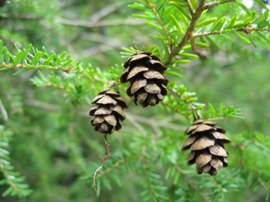 Тсуга heterophylla