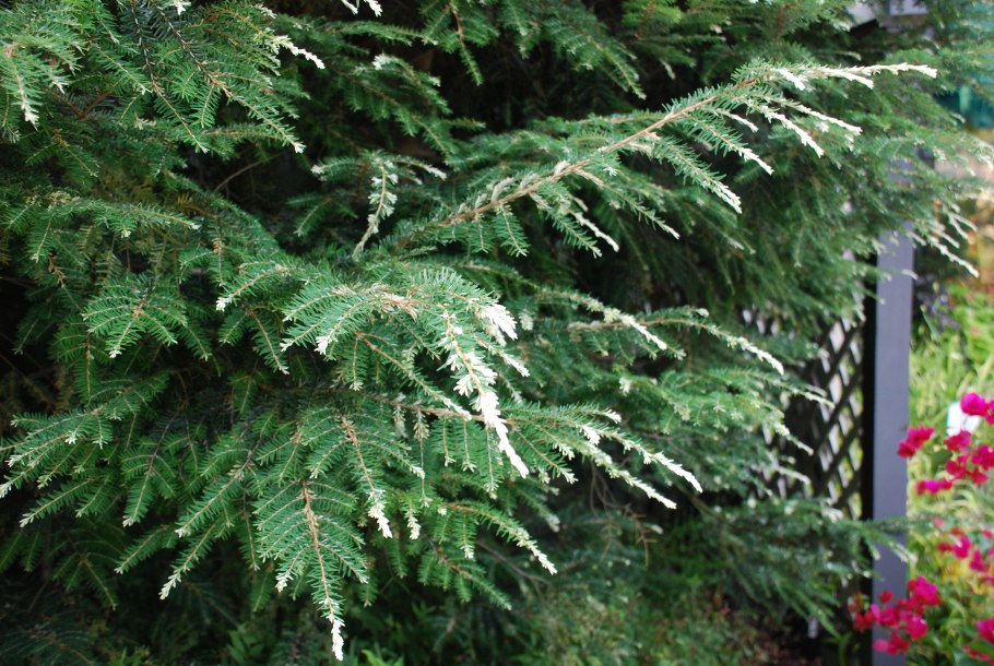 Eastern Hemlock