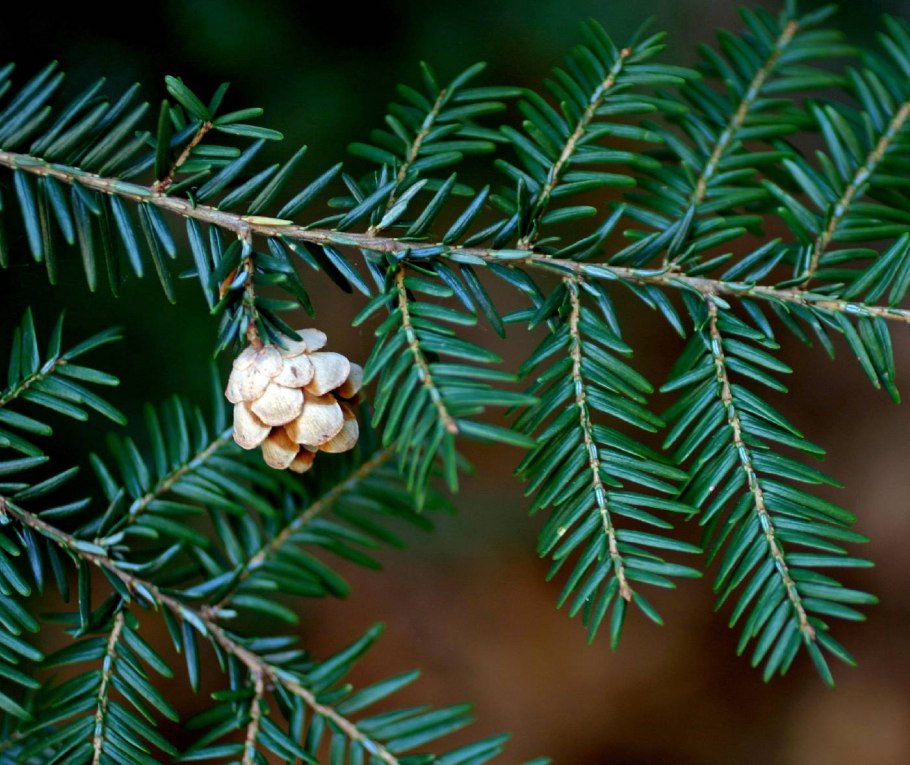 Тсуга канадская Tsuga canadensis