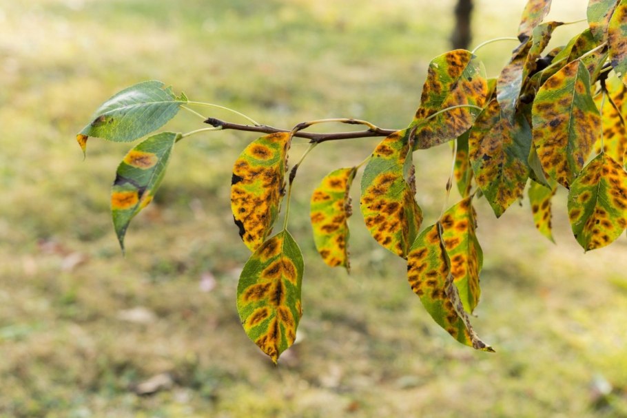 Ржавчина яблони Gymnosporangium tremelloides Hartig