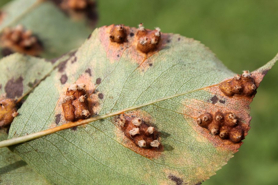 Gymnosporangium sabinae ржавчина груши