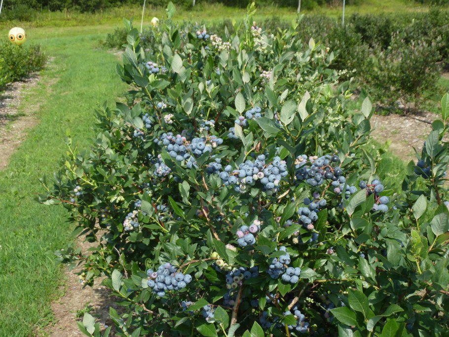 Голубика Садовая куст