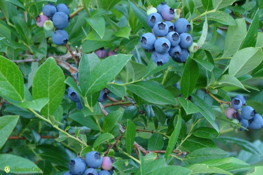 Голубика Садовая выращива