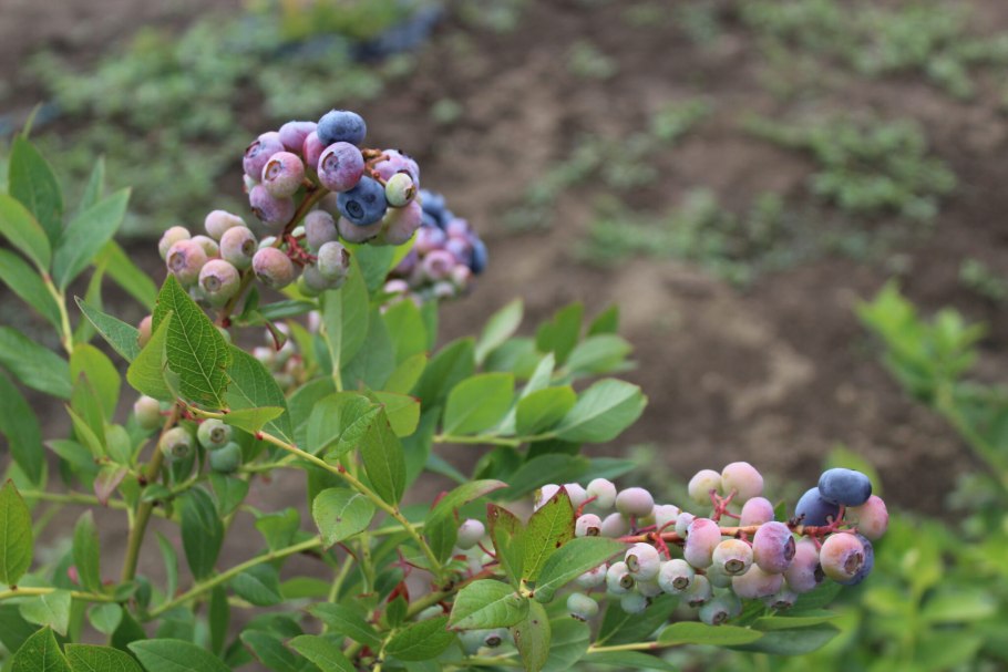 Голубика Блюкроп