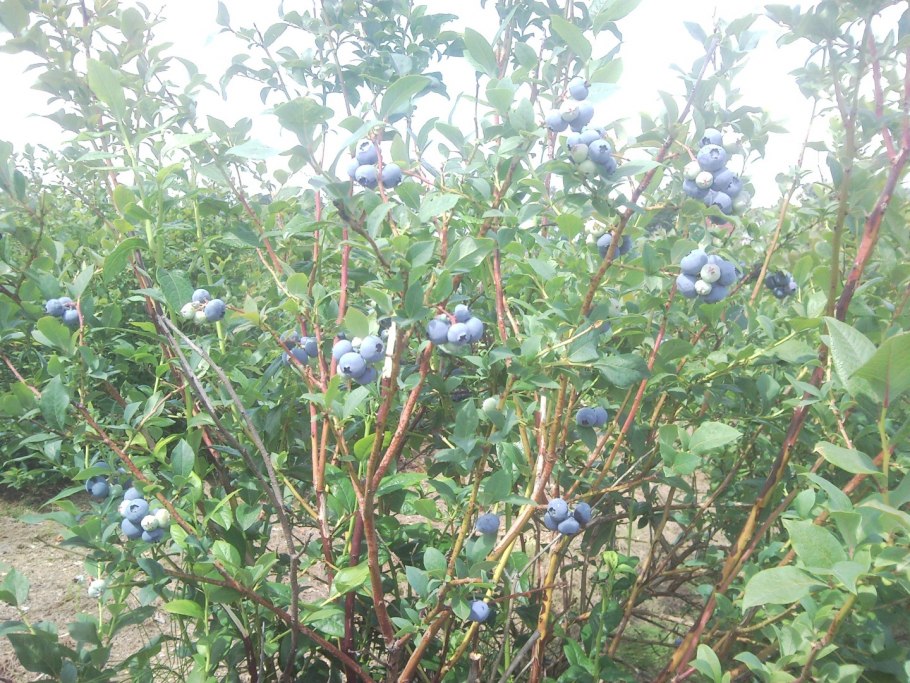 Голубика высокорослая Блюголд