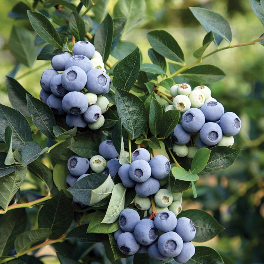 Голубика высокорослая Норт Блю