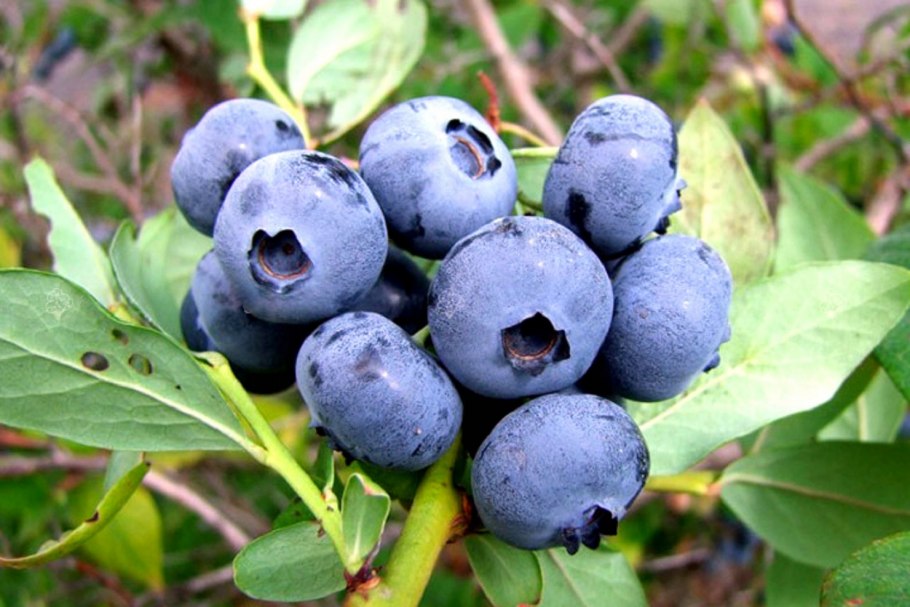 Голубика Нортланд