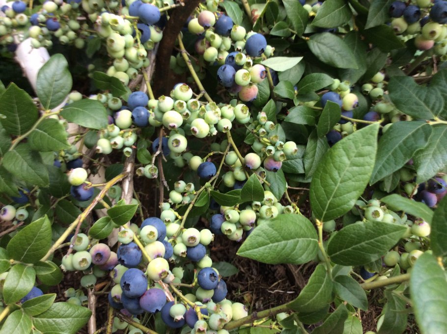 Голубика высокорослая нортланд