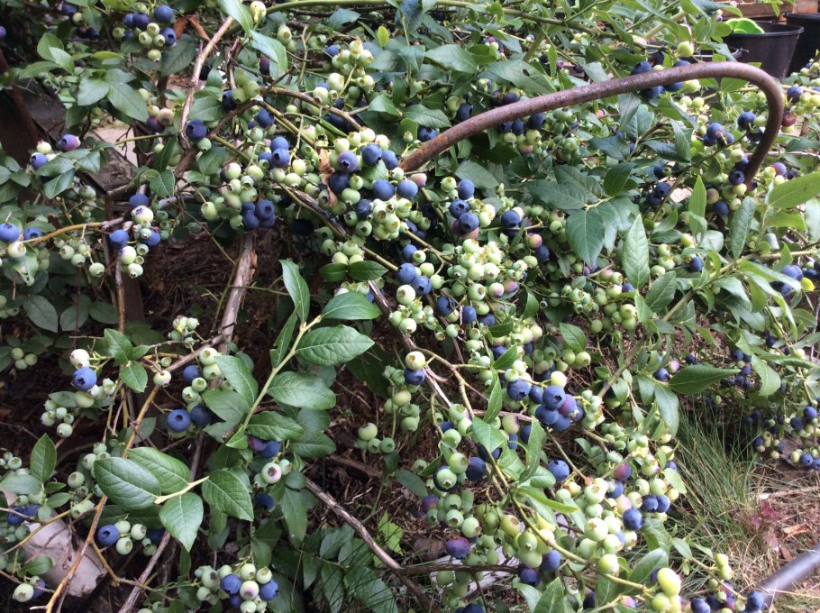 Голубика Садовая высокорослая
