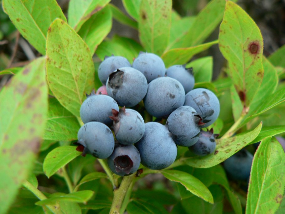 Голубика высокорослая Нортланд