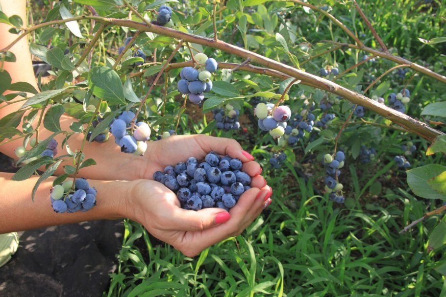 Японская голубика куст