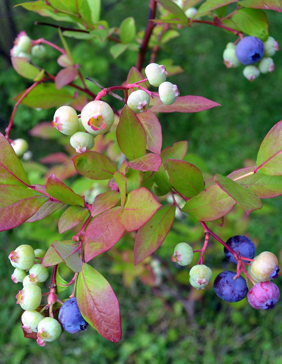 Ягодница голубика