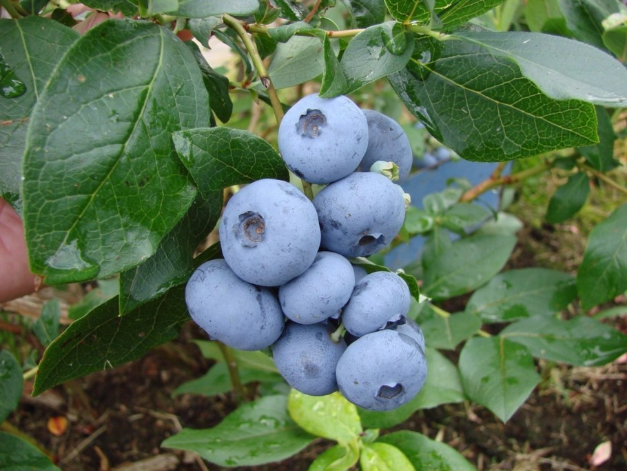 Голубика кустовая Садовая