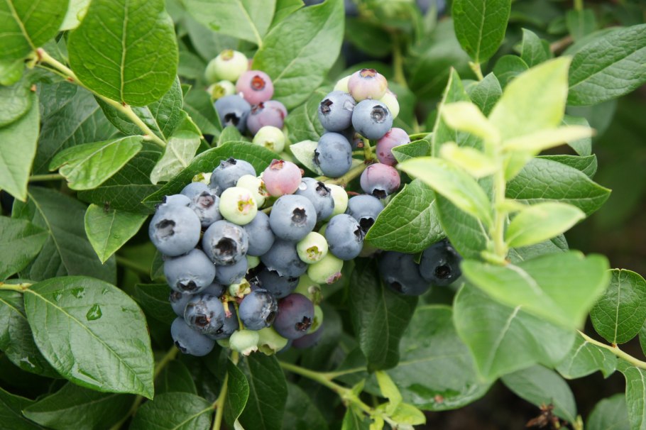 Голубика Путте