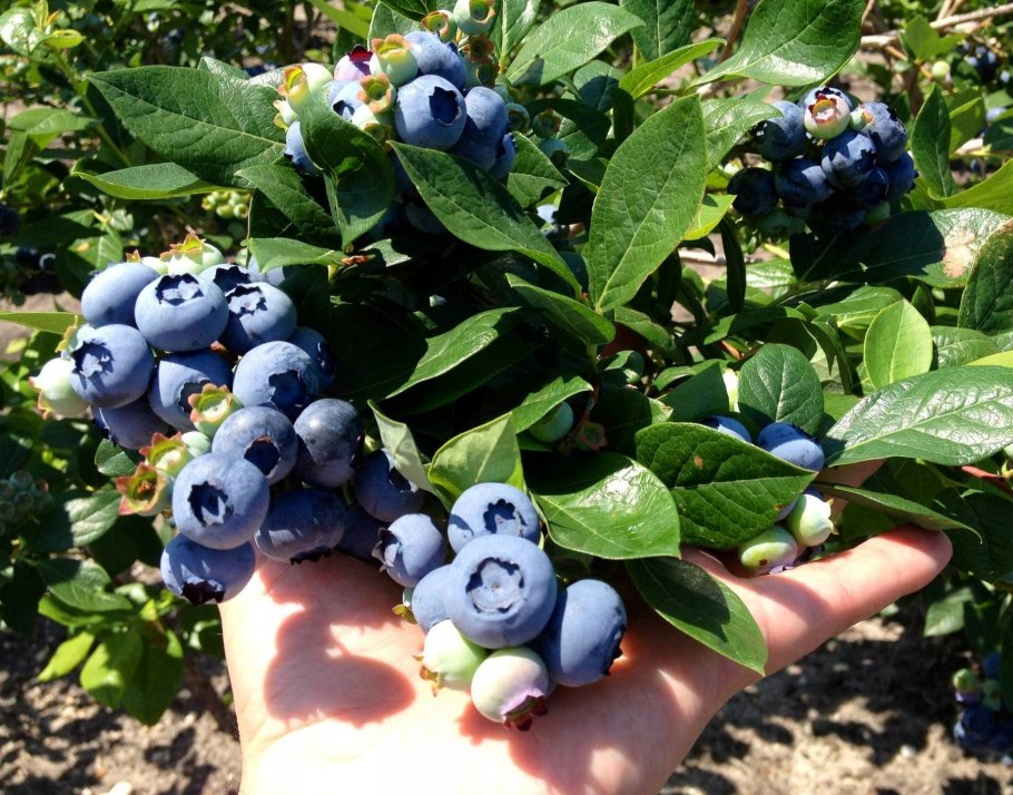 Голубика Садовая Ранкокас