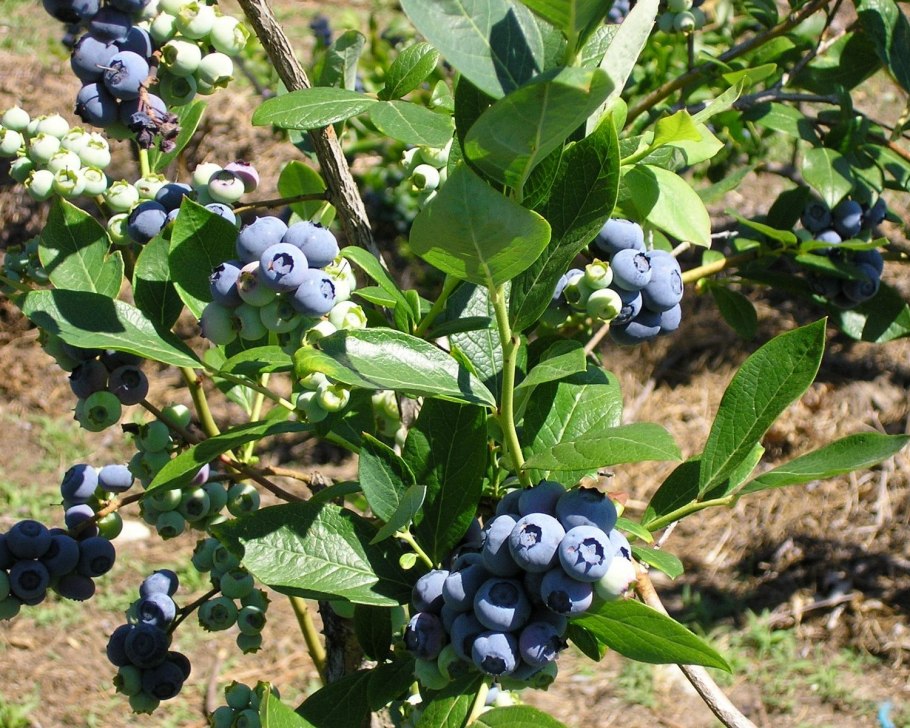 Голубика Садовая куст