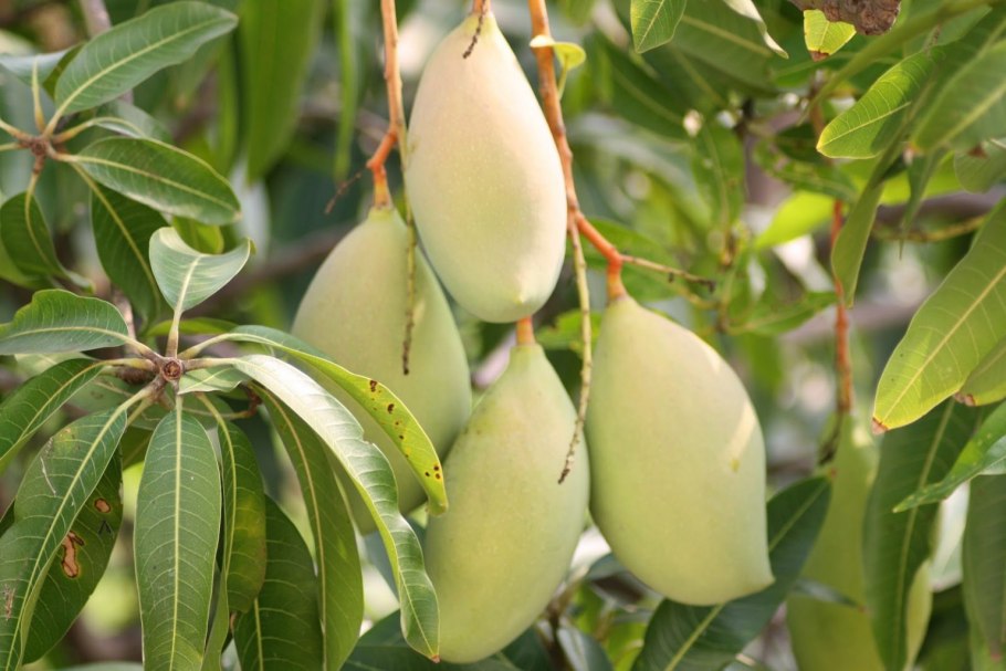 Манго индийское (Mangifera Indica)