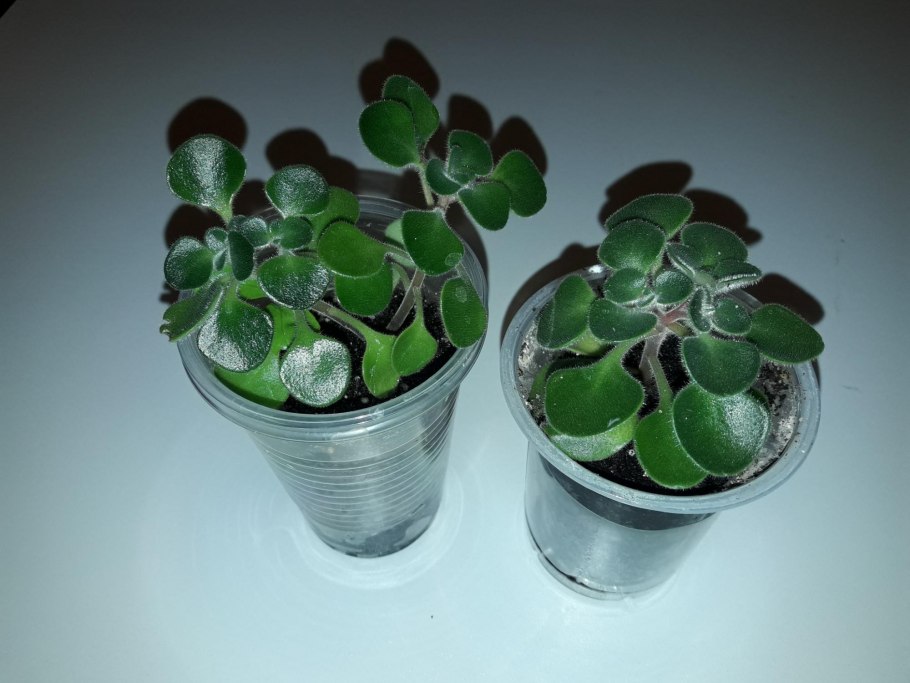 Аихризон суккулент