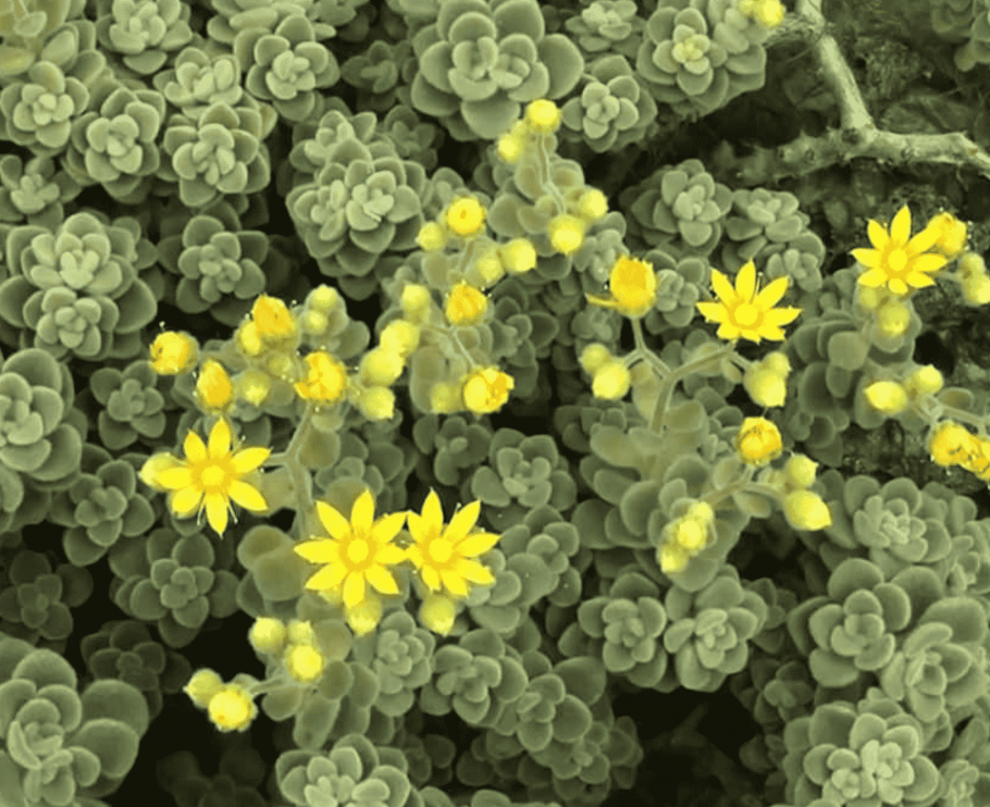 Дерево счастья цветок комнатный отросток