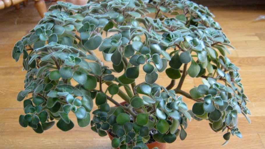 Оксалис. Аихризон