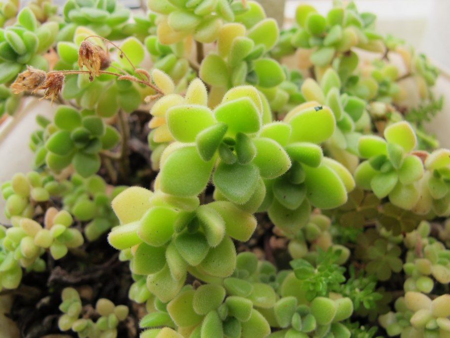 Толстянка аихризон