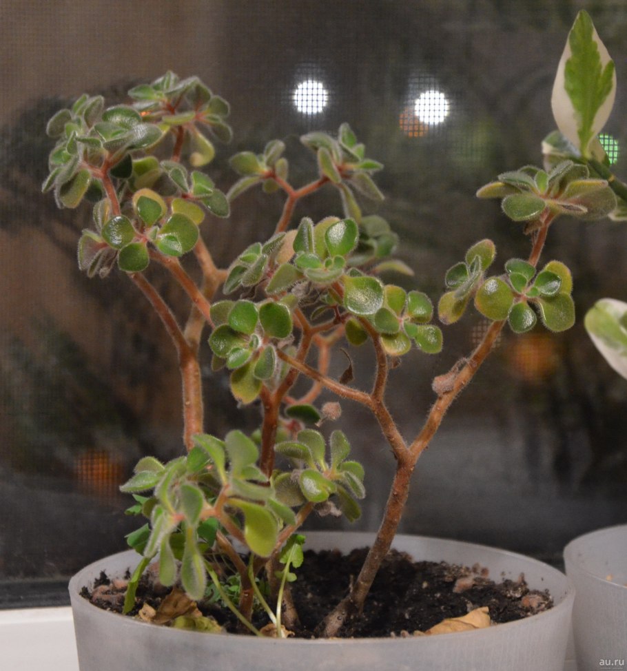 Аихризон мохнатый