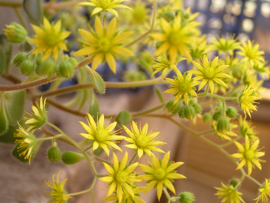 Аихризон цветок