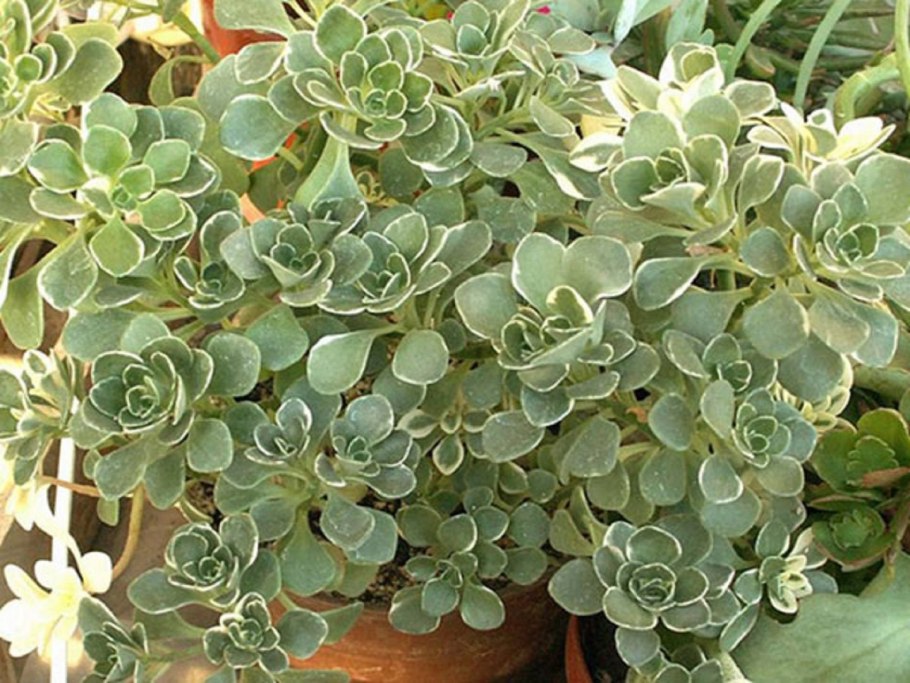 Ампельный аихризон