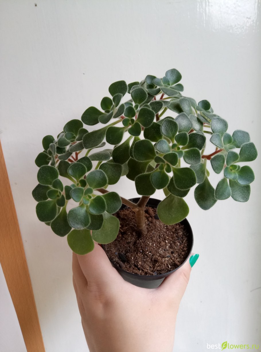 Цветок аихризон дерево счастья