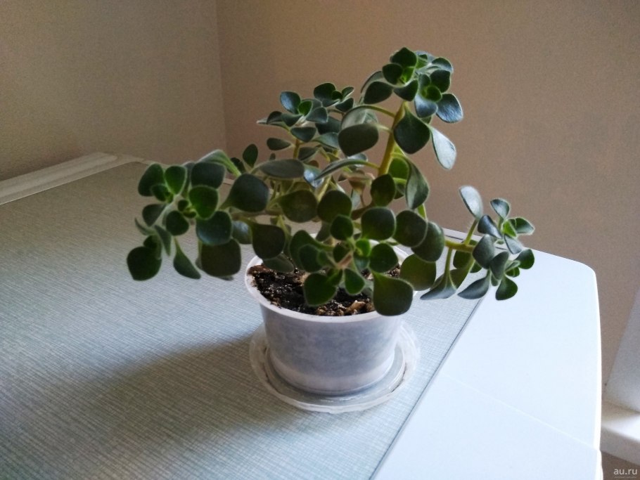 Фикус аихризон