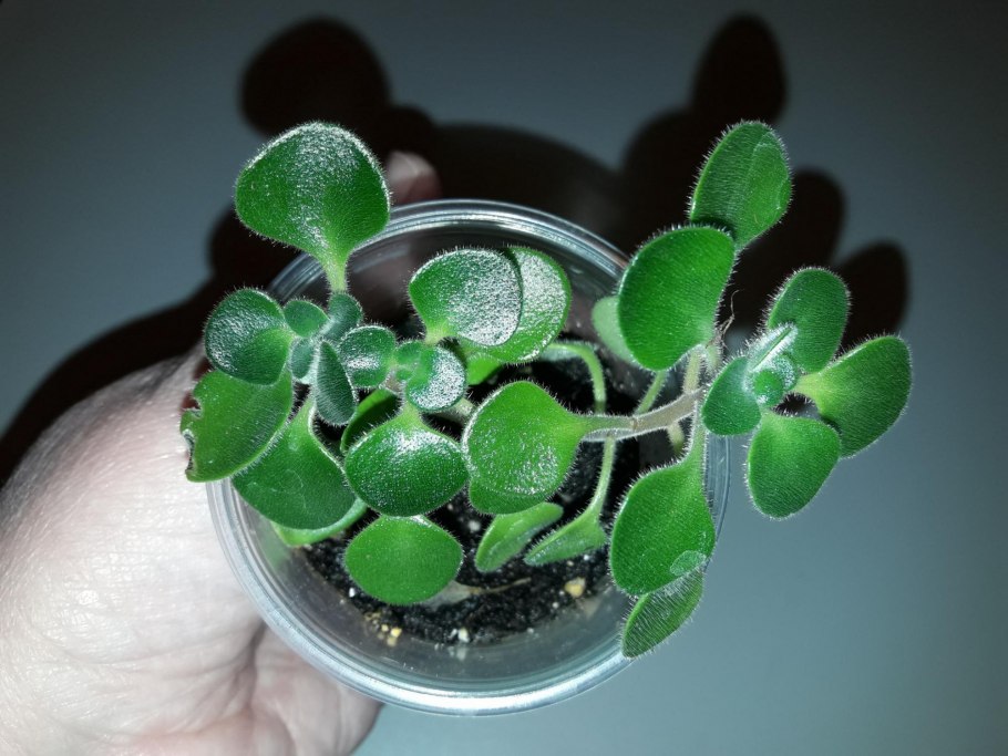 Аихризон цветок