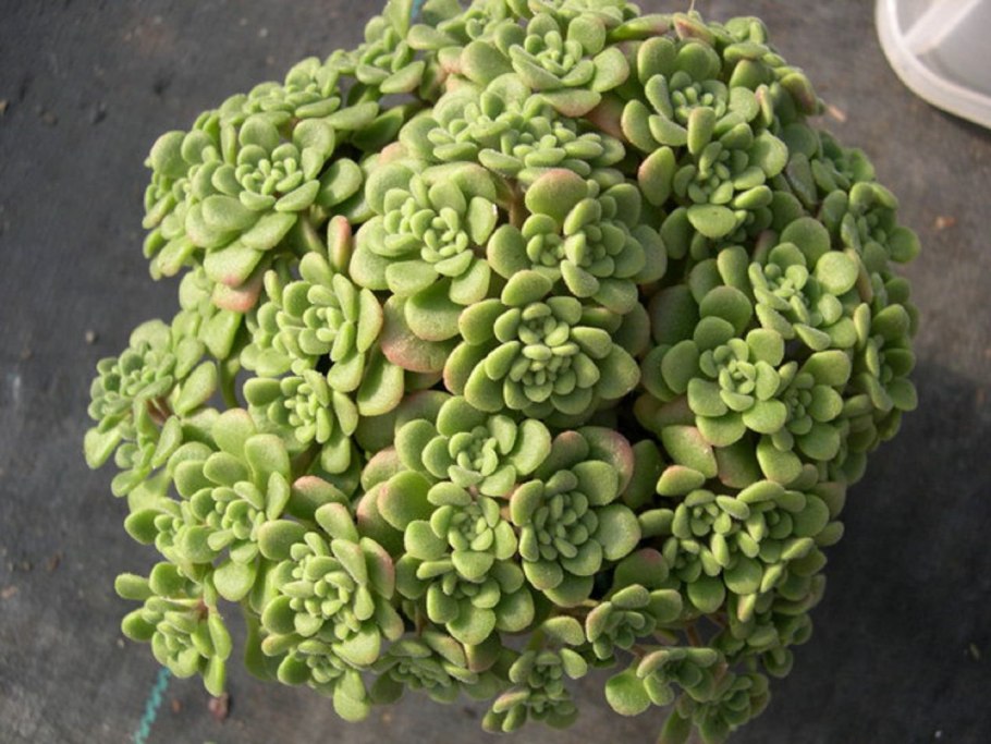 Аихризон цветок