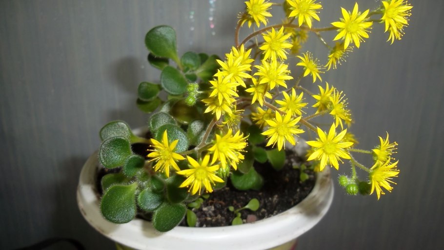 Цветок аихризон дерево