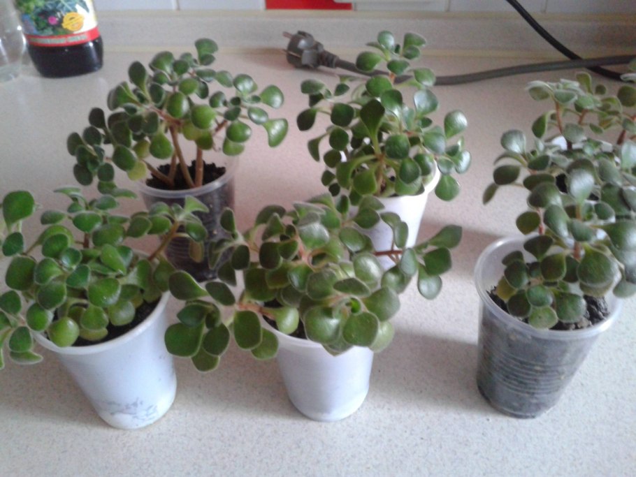 Фикус аихризон