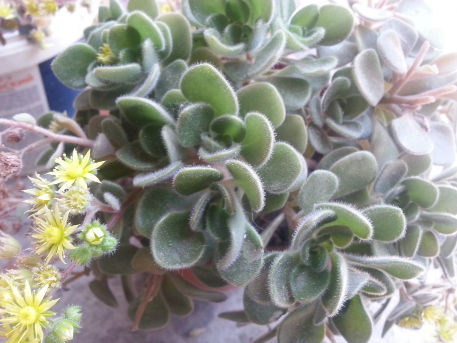 Аихризон Росток