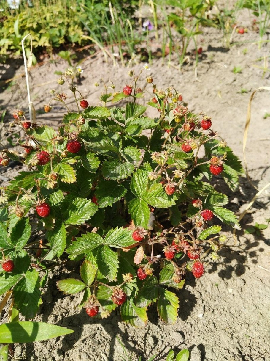 Женские кусты клубники как определить