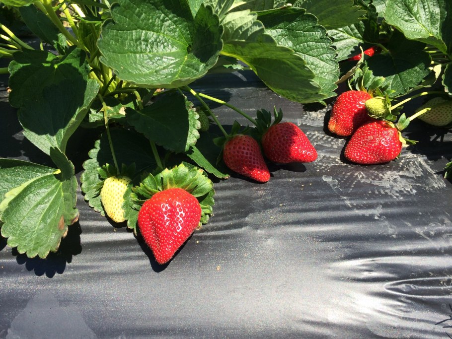 Женские кусты клубники