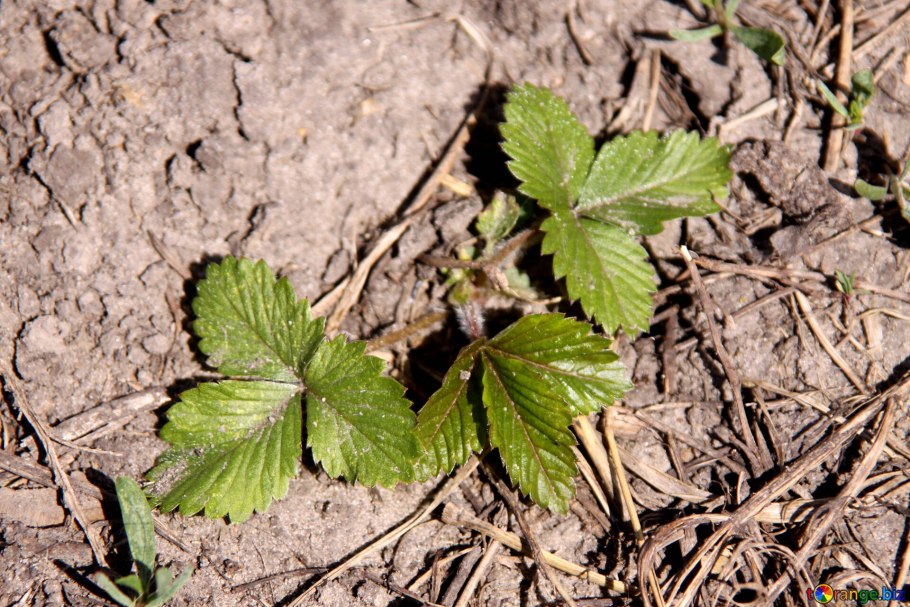 Куст клубники самец