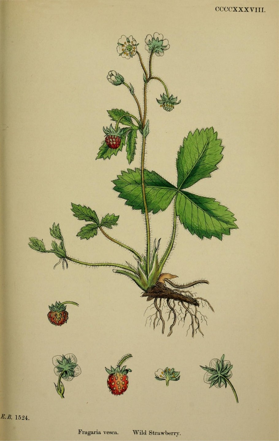 Черешки листа земляники лесной