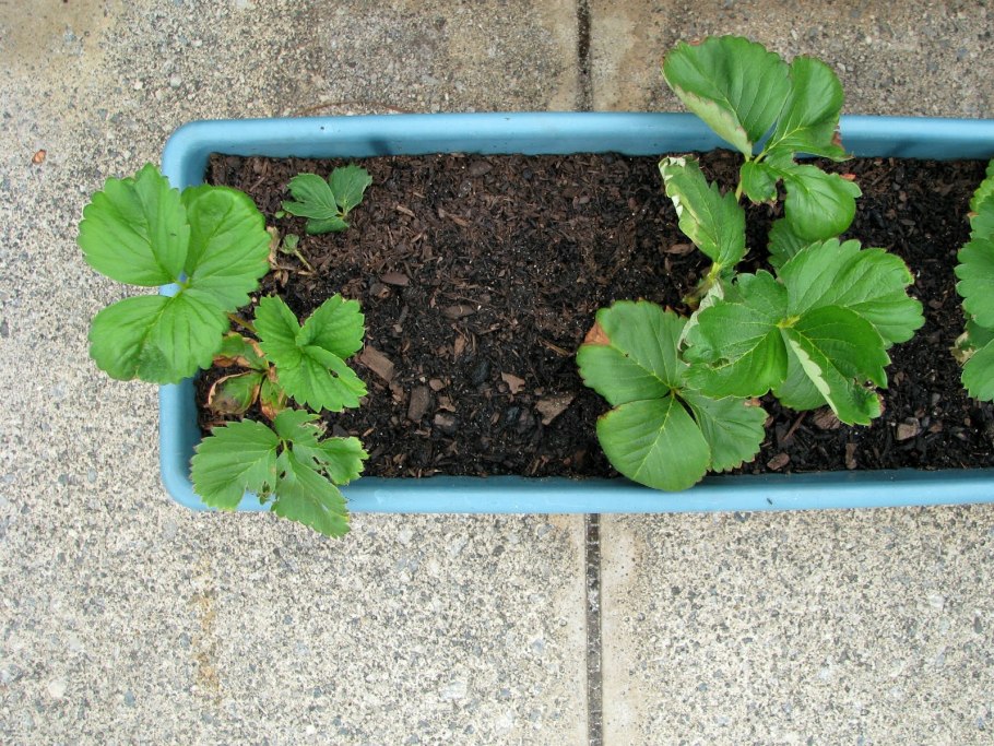 Розетка у мужских кустов клубники