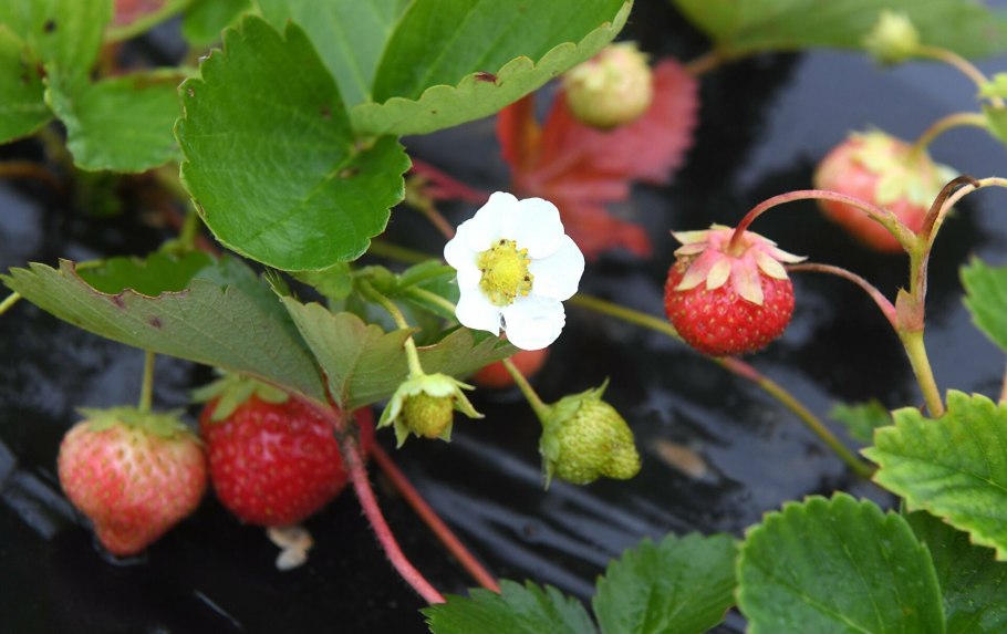 Куст клубники