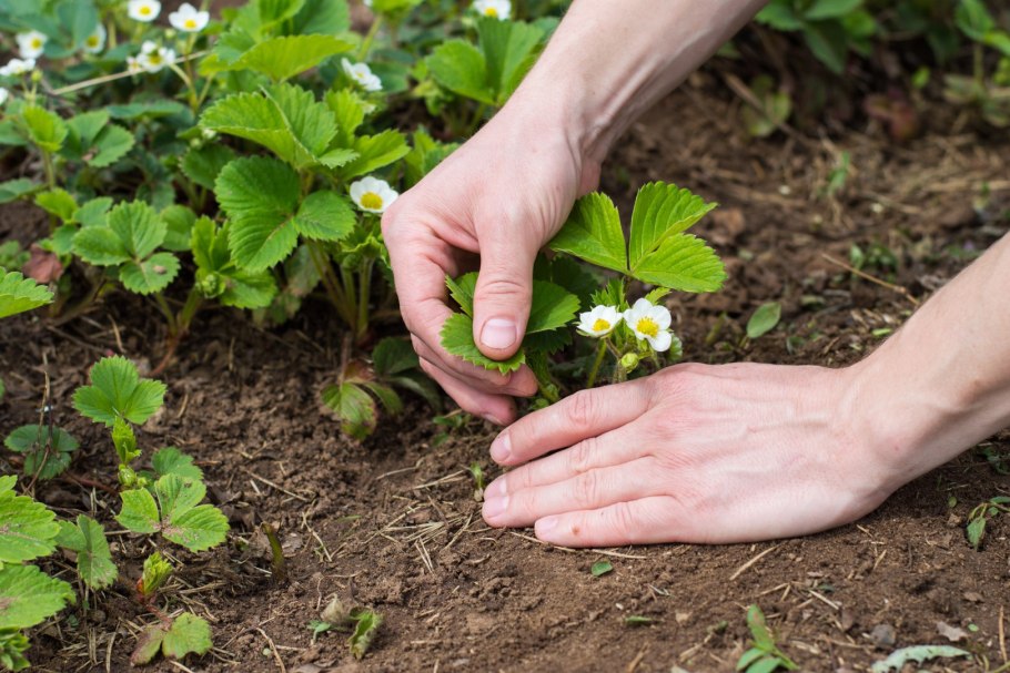Мужские кусты клубники
