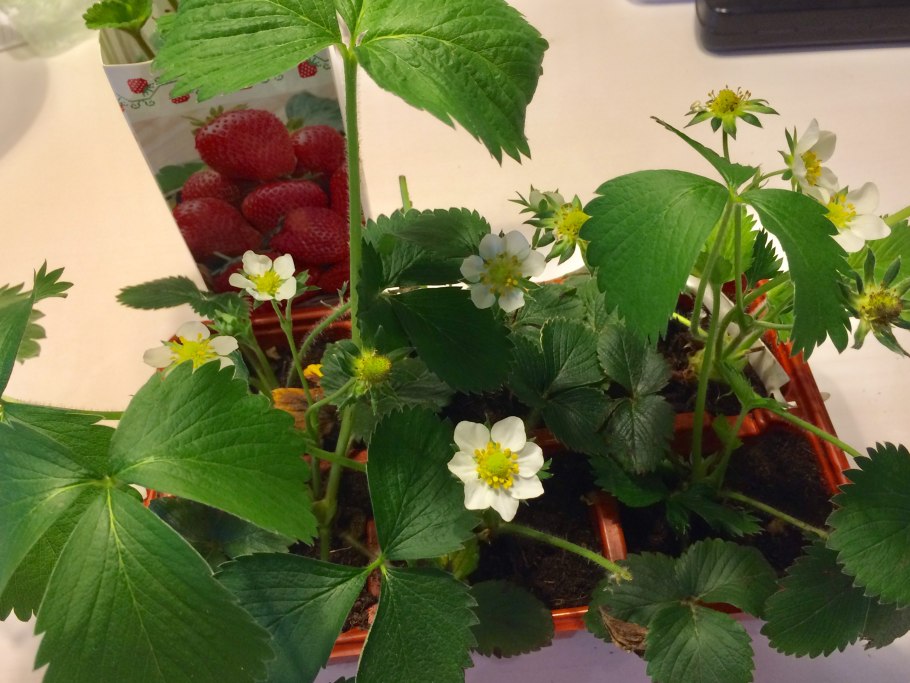 Клубника Татарстан