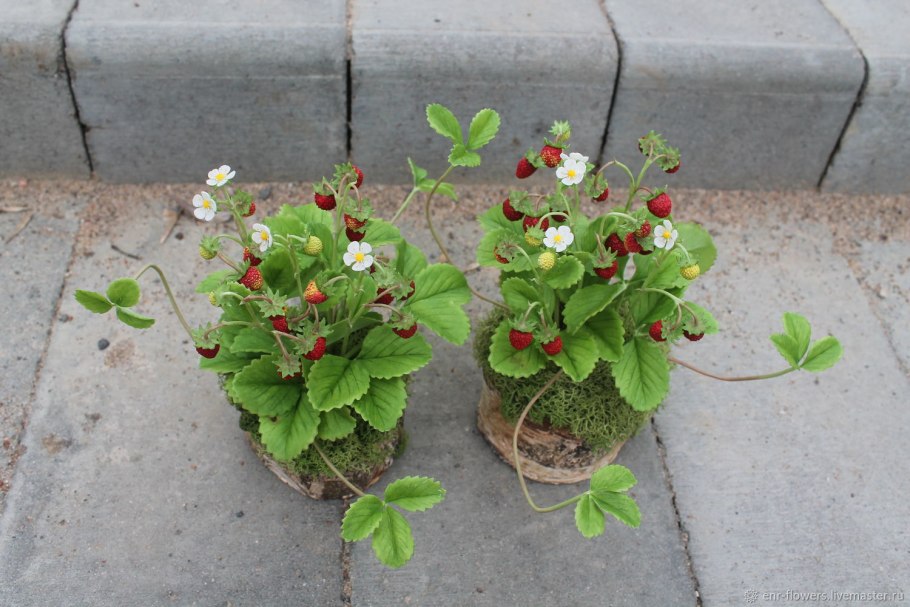 Земляника ампельная