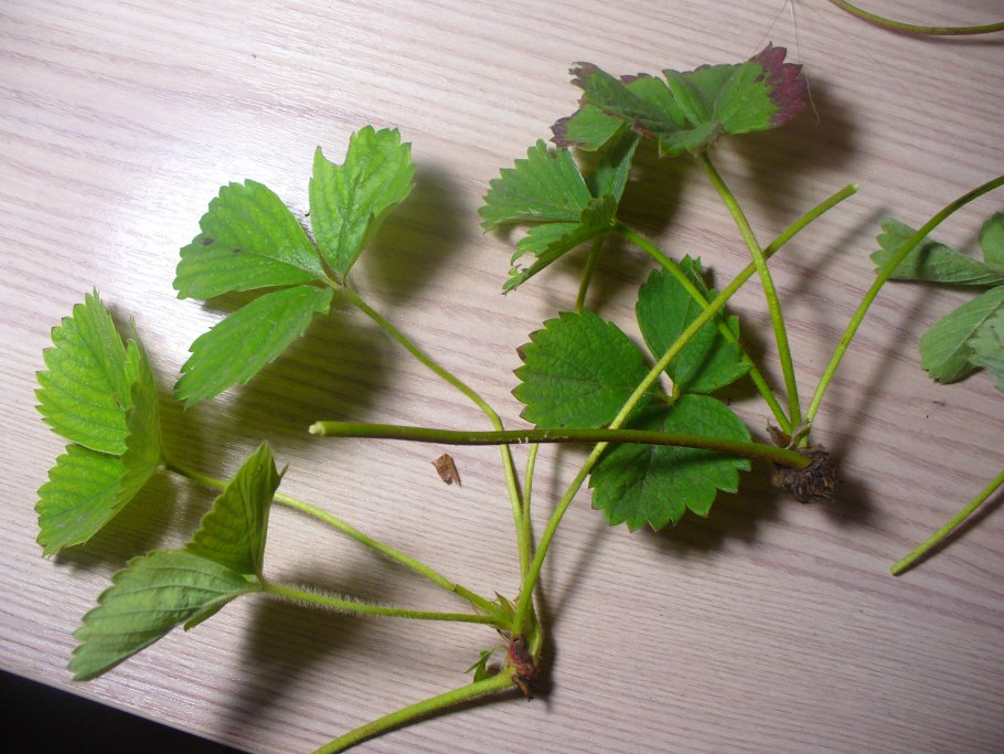 Клубника рисунок растения со всеми элементами