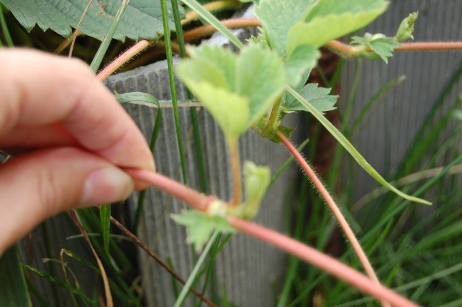 Мужские и женские усы у клубники