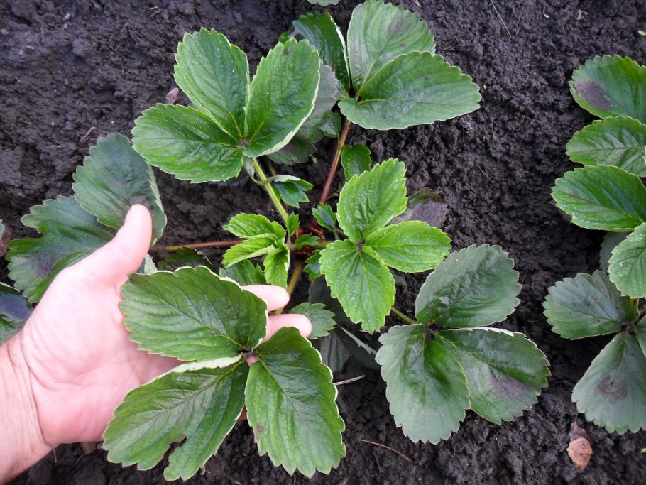 Мужские кусты клубники