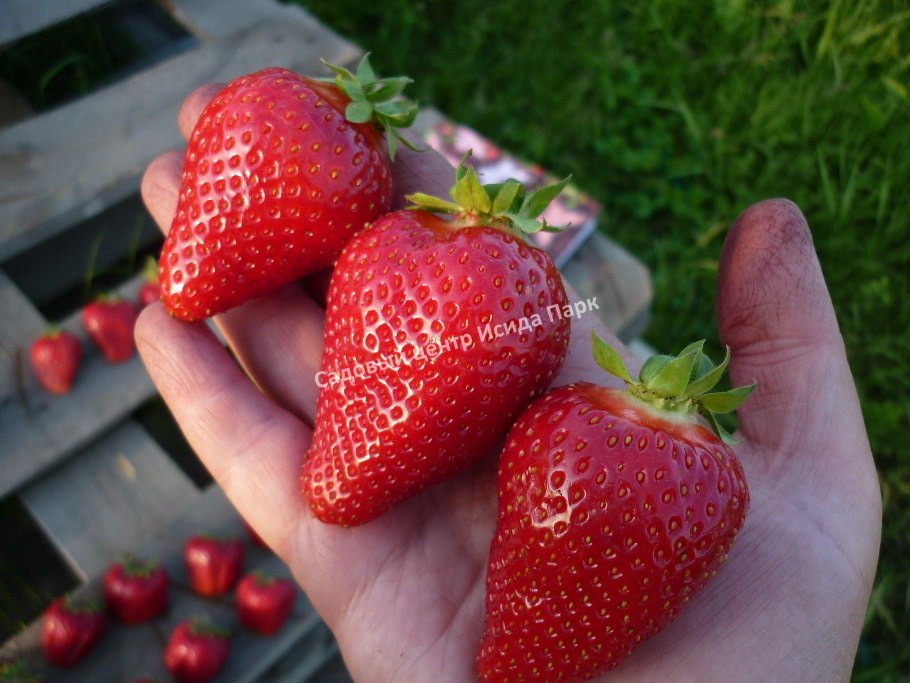 Кустики клубники осенью