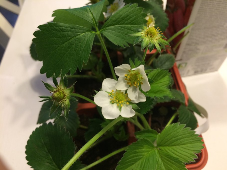 Клубника сами с усами