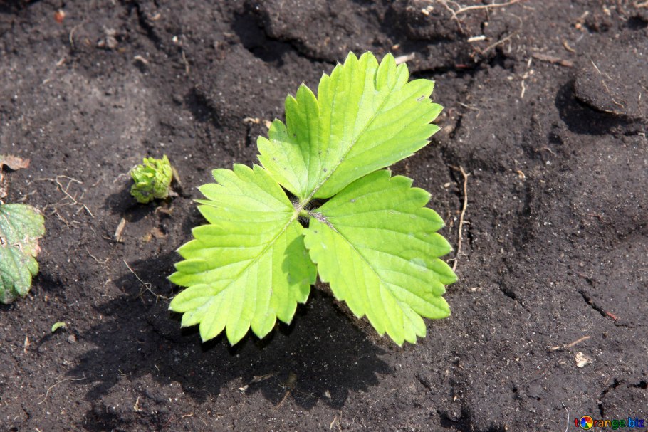 Мужские кусты клубники